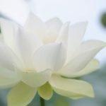 Lotus, der ideale Frühlingsduft