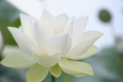 Weiße Lotus Blume