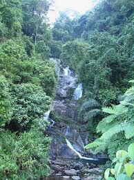Jungle with Oudh Wood Vietnam