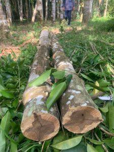 Wild Oudh Wood Vietnam